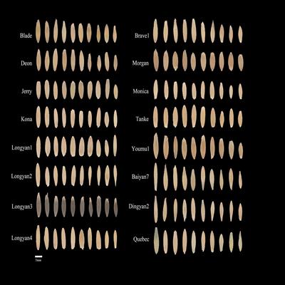 Cultivars identification of oat (Avena sativa L.) seed via multispectral imaging analysis